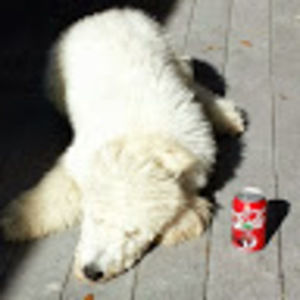 Meet your Posher, Lizabeth